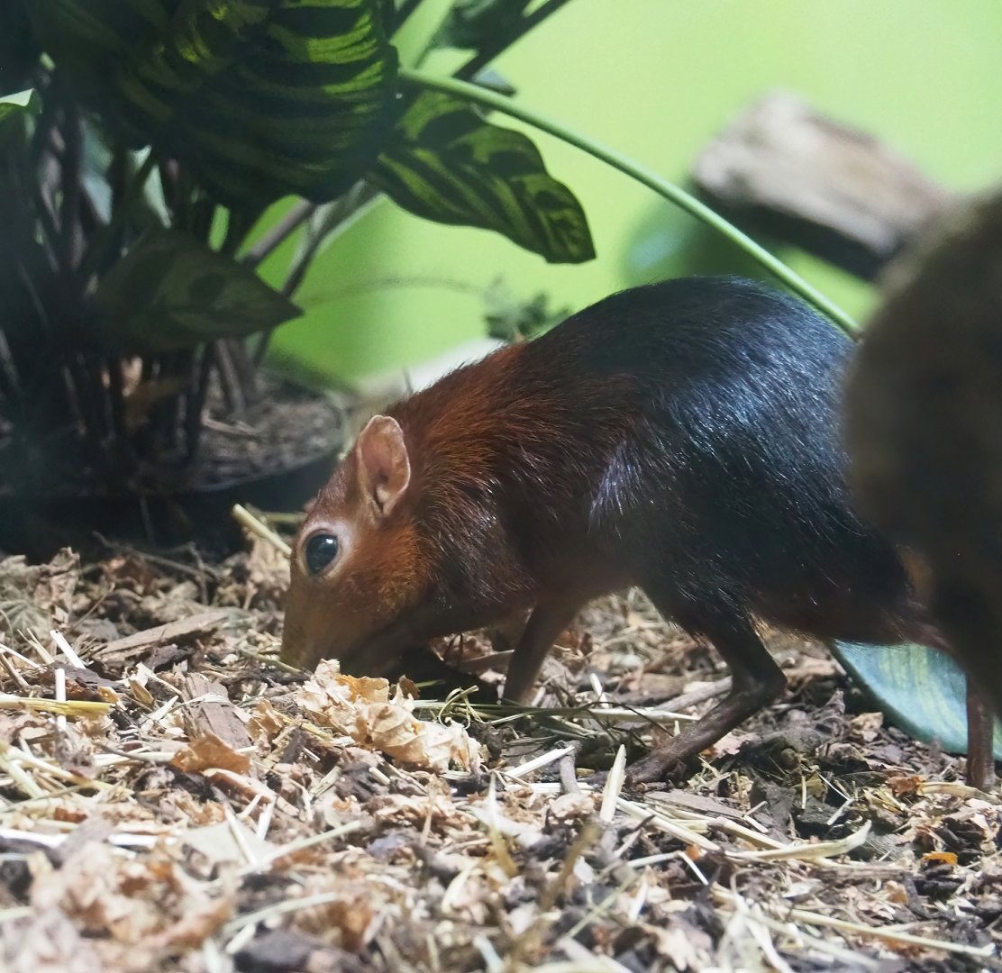 Black-and-rufous sengi (Rhynchocyon petersi), 2024-02-17