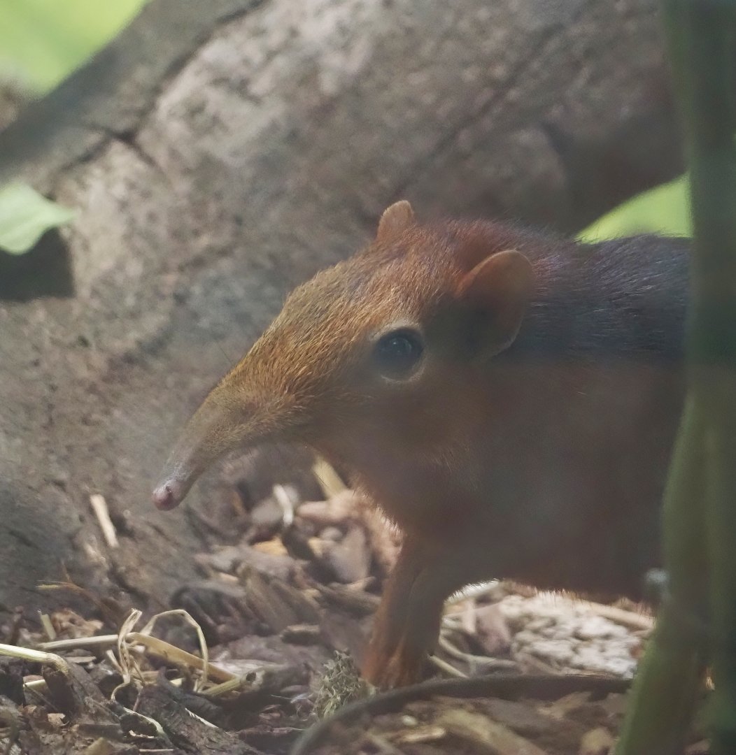 Black-and-rufous sengi (Rhynchocyon petersi), 2024-03-09