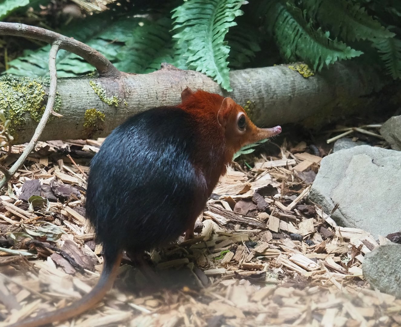 Black-and-rufous sengi (Rhynchocyon petersi adersi), 2023-07-02