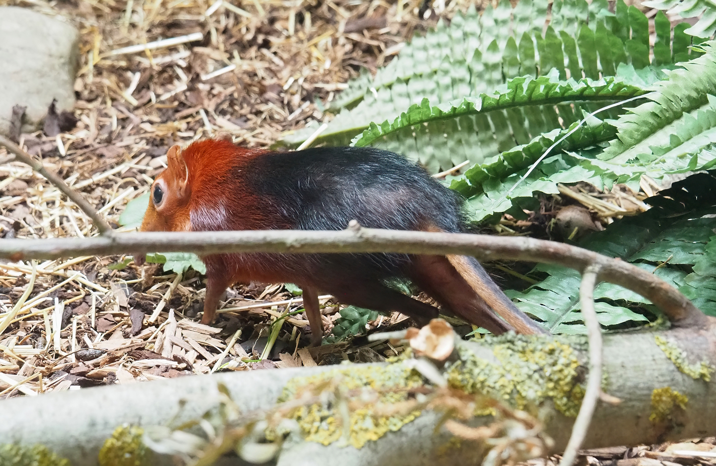 Black-and-rufous sengi (Rhynchocyon petersi adersi), 2023-07-02