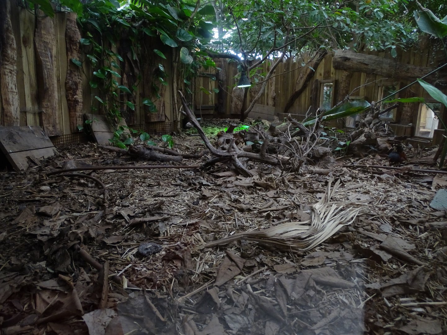 Black and rufous sengi (Rhynchocyon petersi) exhibit