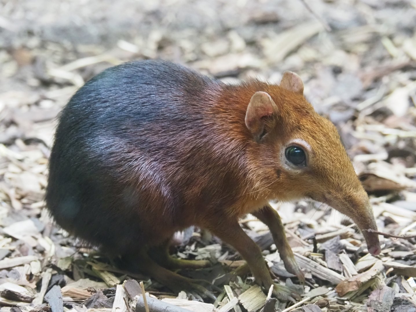 Black-and-rufous sengi (Rhynchocyon petersi), Feb 27th, 2019
