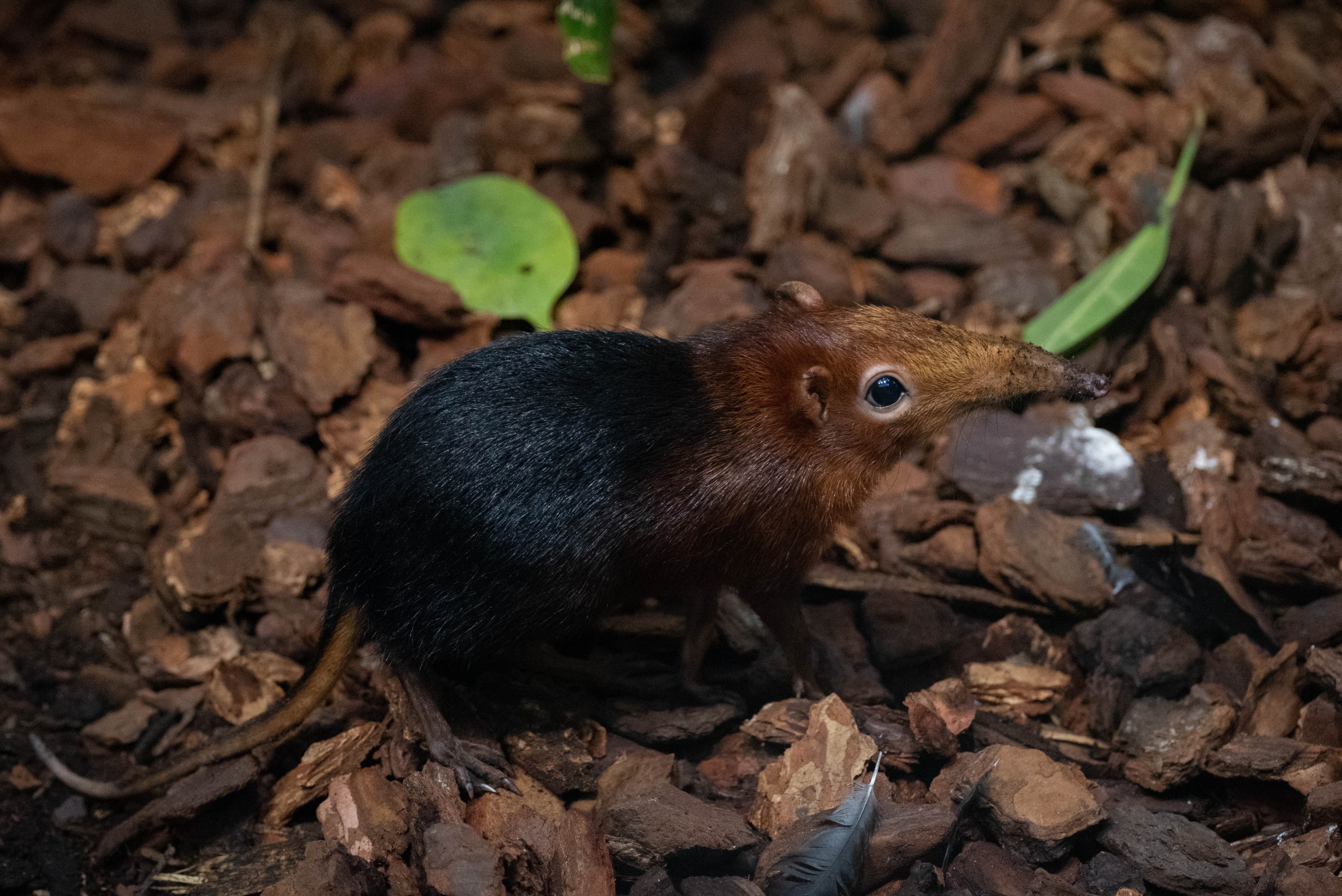 Black-and-rufous sengi - Rhynchocyon petersi