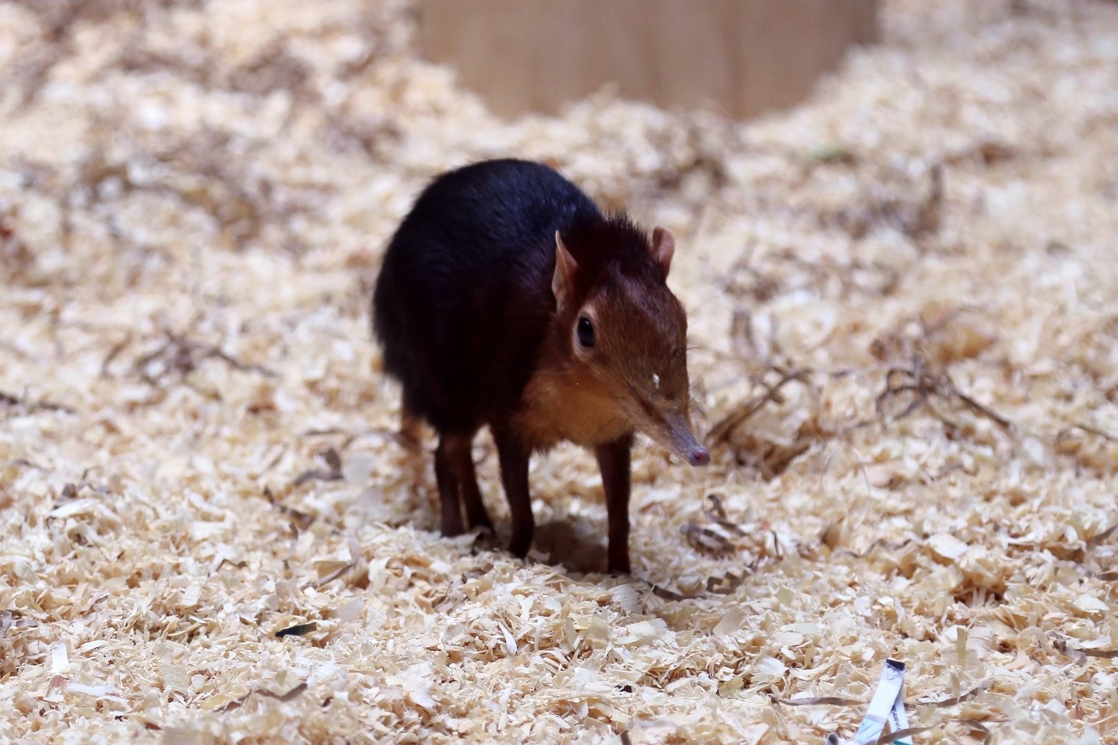 Black and Rufous Sengi (Rhynchocyon petersi)