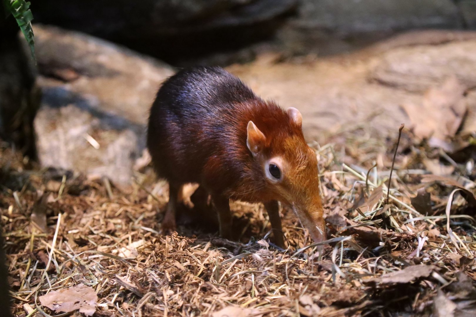 Black-and-Rufous Sengi (Rhynchocyon petersi)