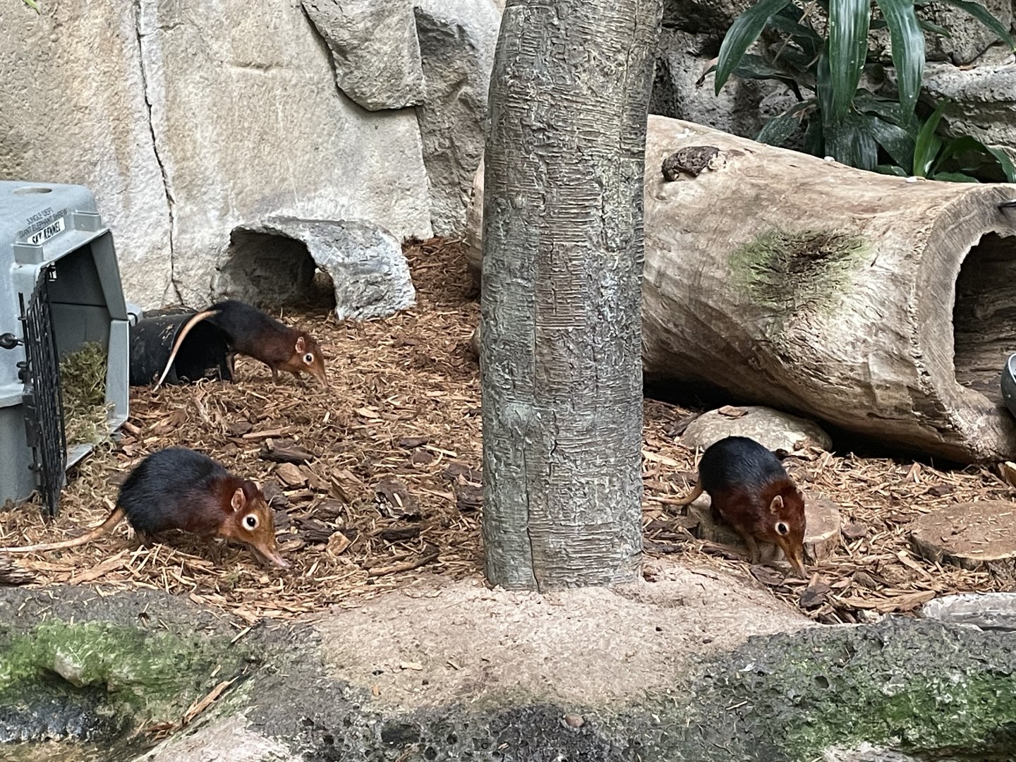 Black-and-rufous Sengi (Rhynchocyon petersi)