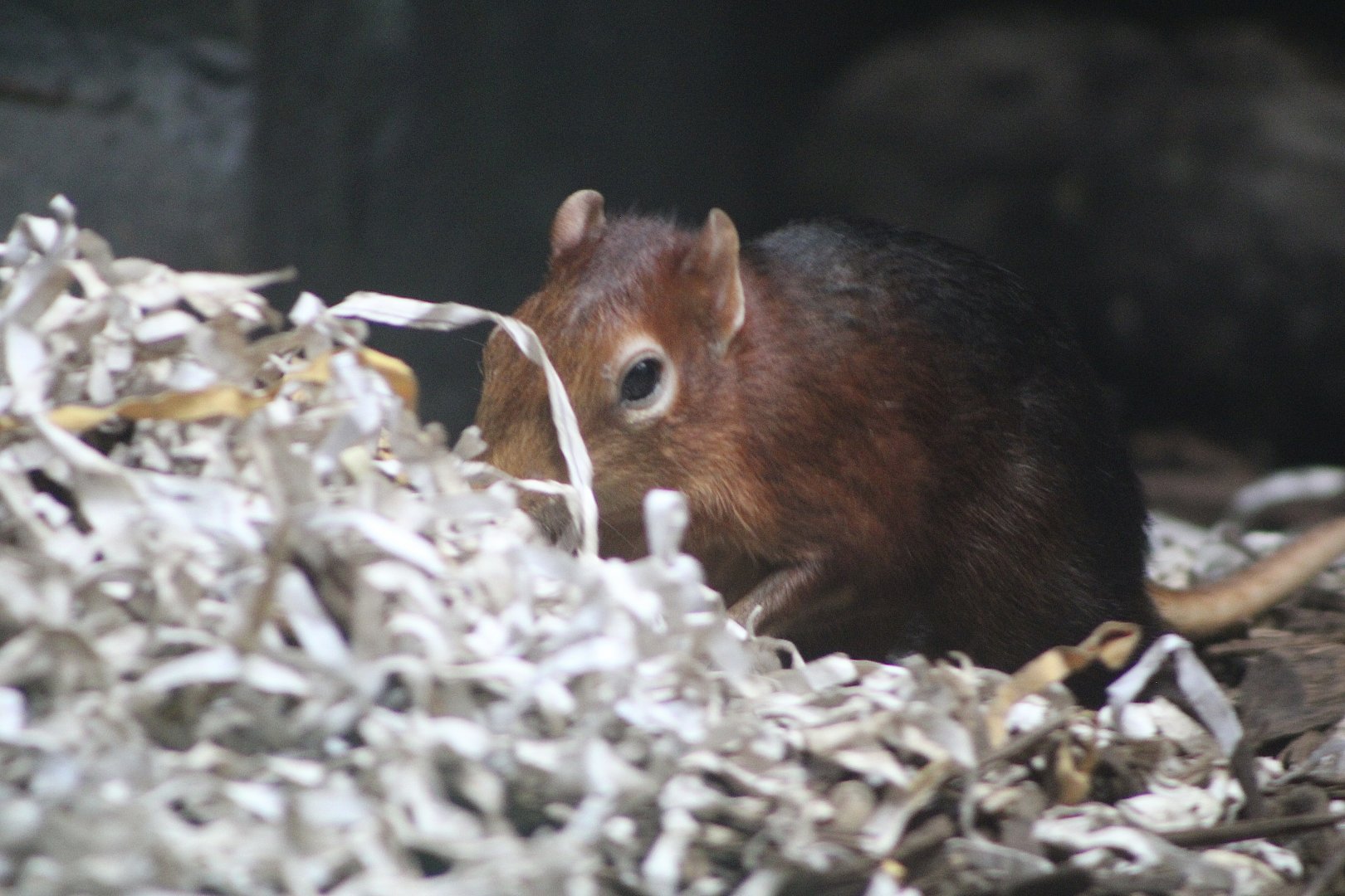 Black-and-Rufous Sengi (Rhynchocyon petersi)