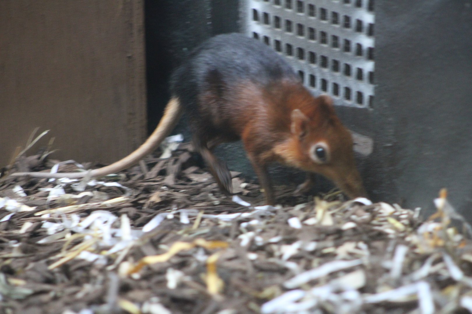 Black-and-Rufous Sengi (Rhynchocyon petersi)