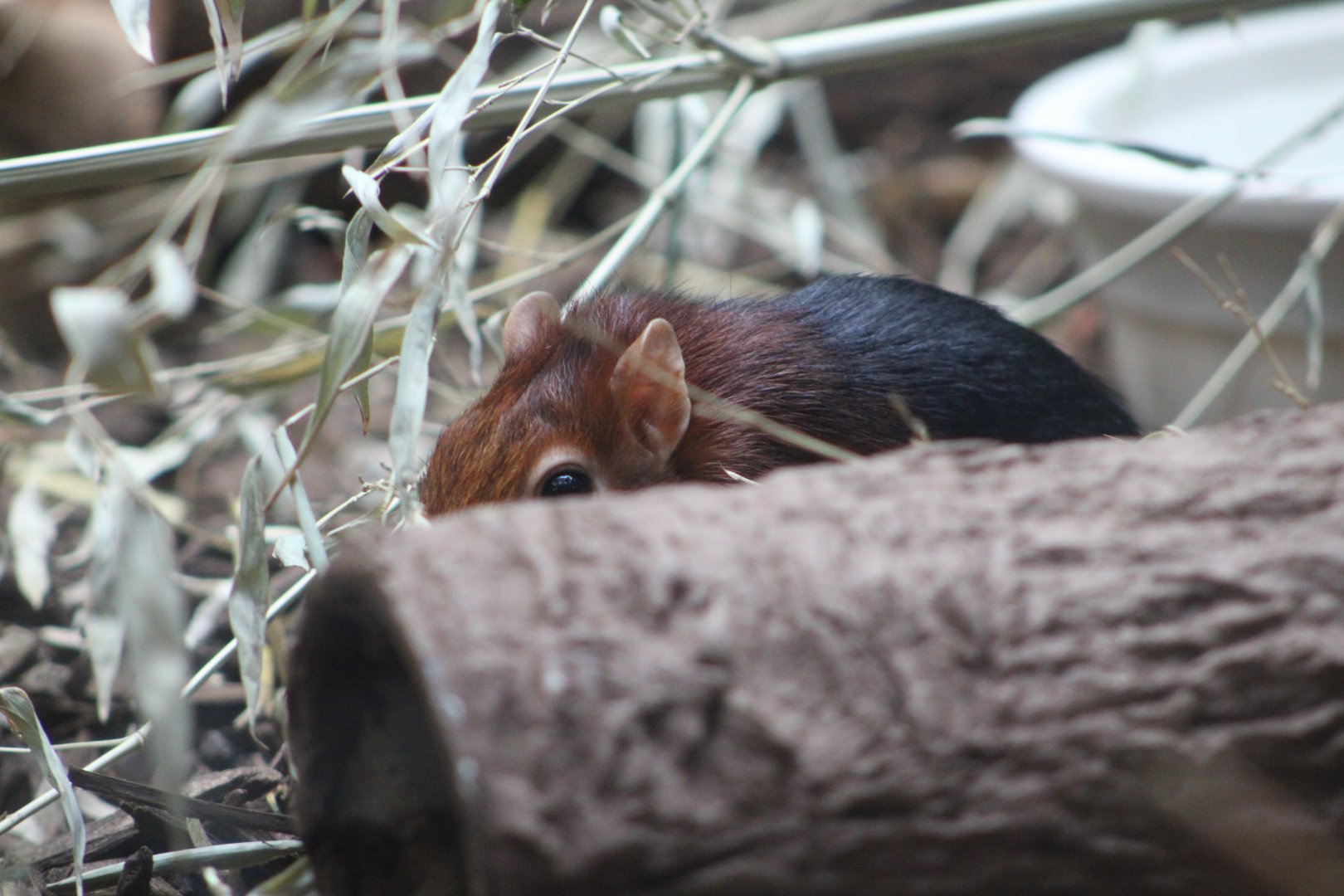 Black-and-Rufous Sengi (Rhynchocyon petersi)