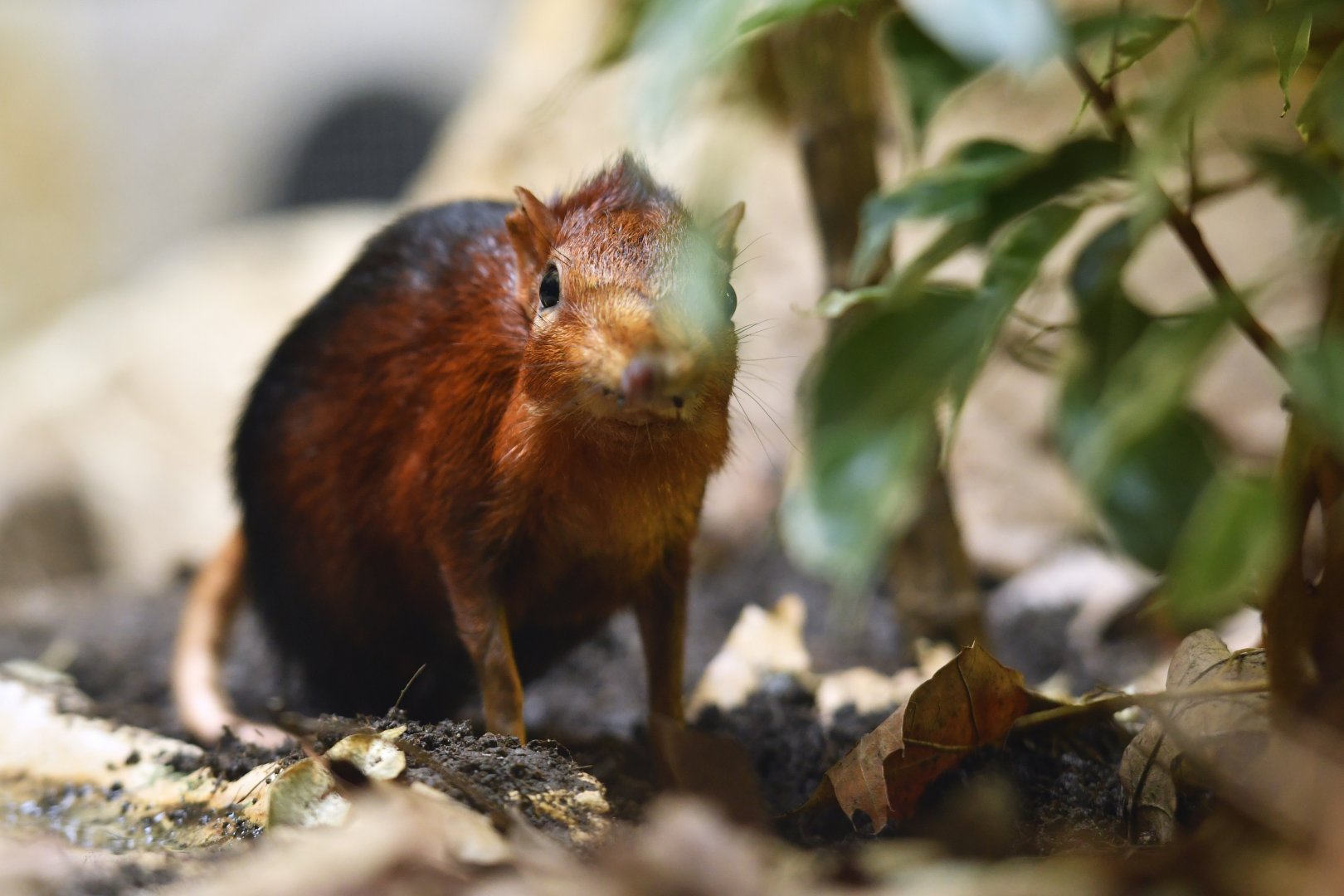 Black-and-rufous sengi Rhynchocyon petersi