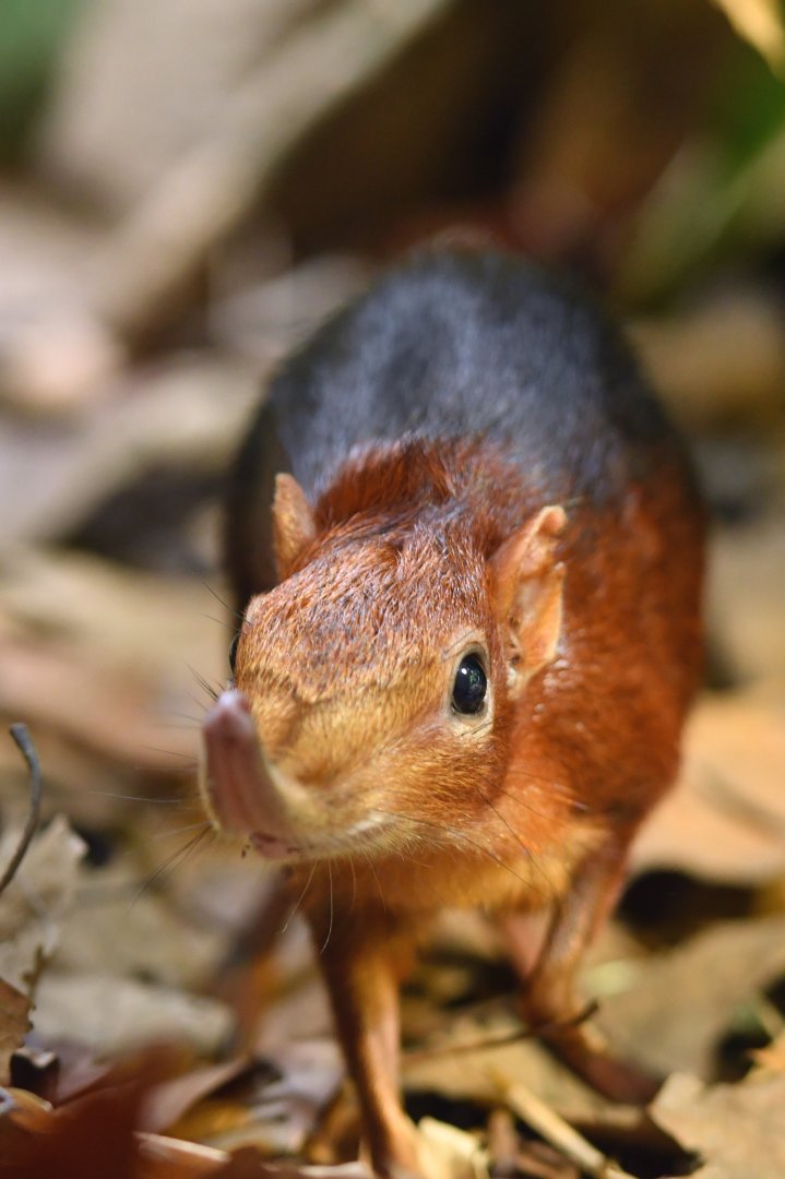 Black-and-rufous sengi Rhynchocyon petersi