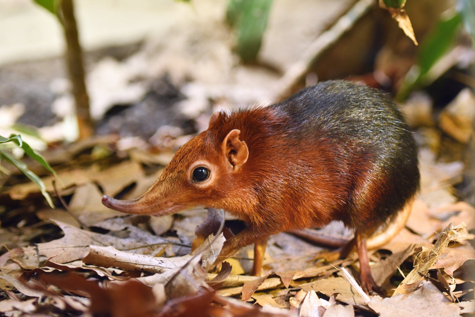 Black-and-rufous sengi Rhynchocyon petersi