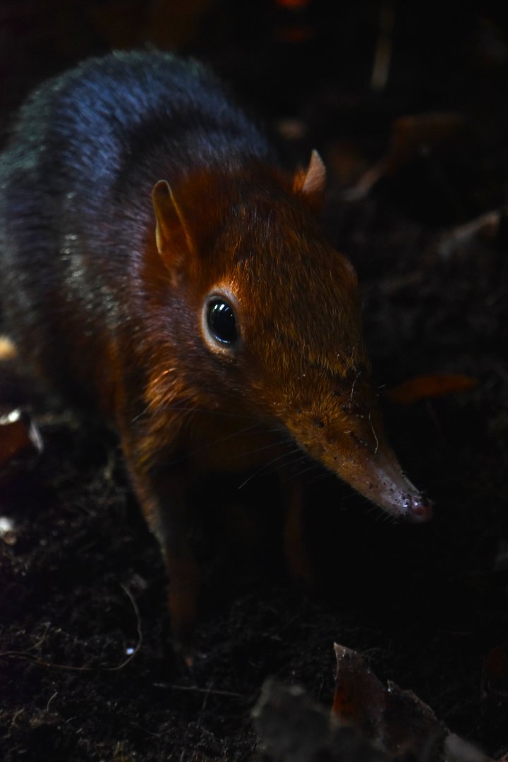 Black and rufous sengi, Rhynchocyon petersi