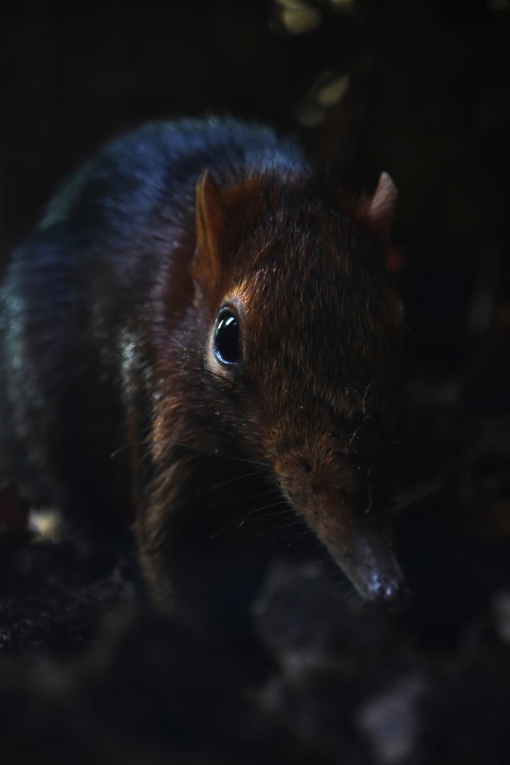 Black and rufous sengi, Rhynchocyon petersi