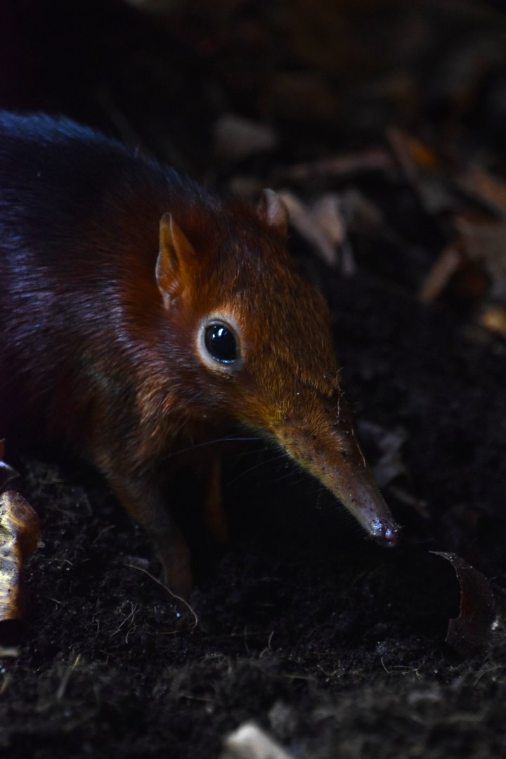 Black and rufous sengi, Rhyncocyon petersi