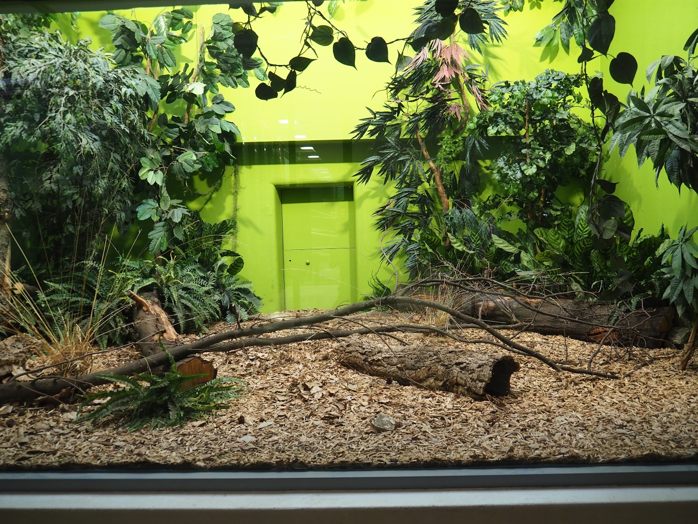Black and rufous sengi vivarium