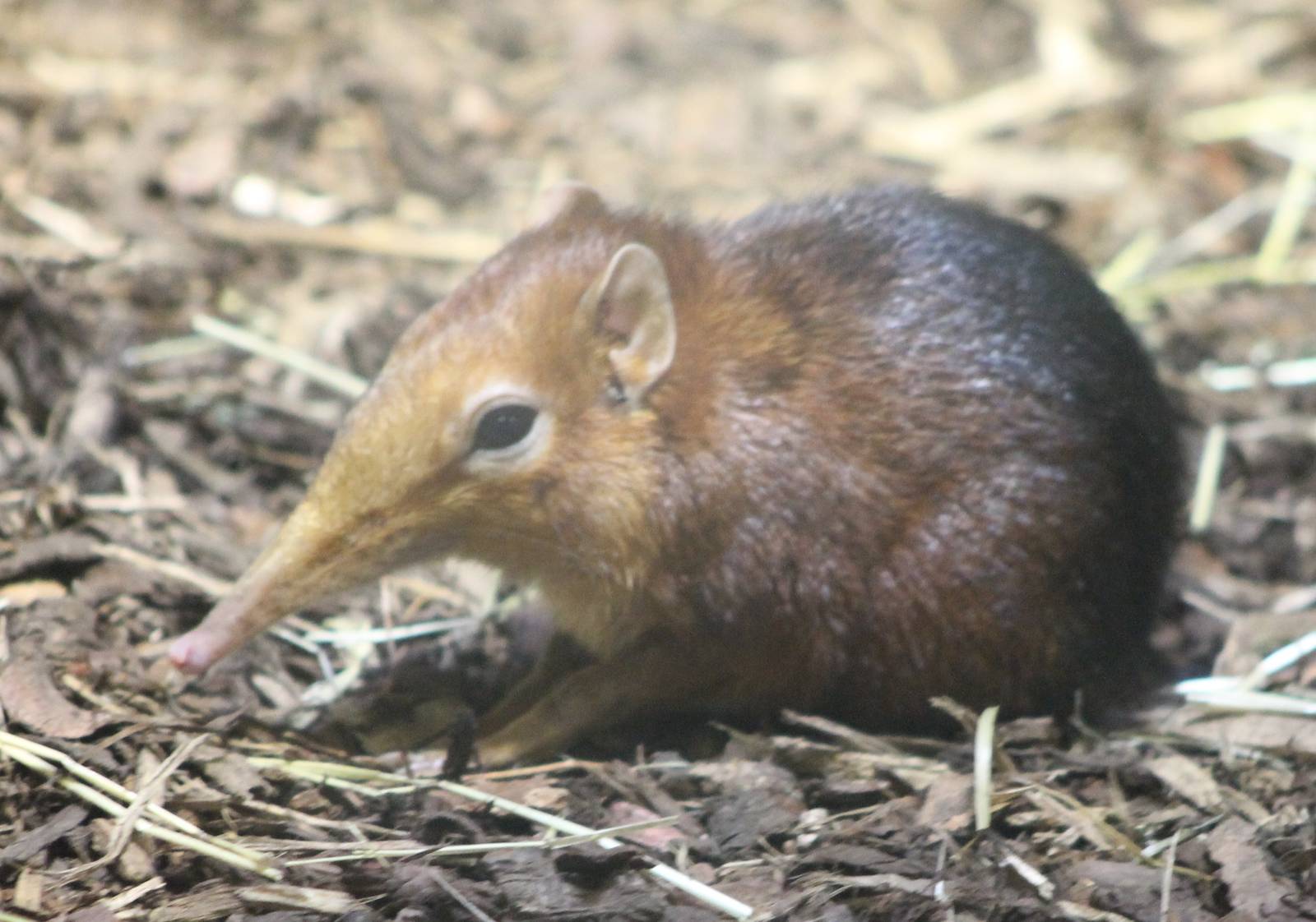 Black and rufous sengi
