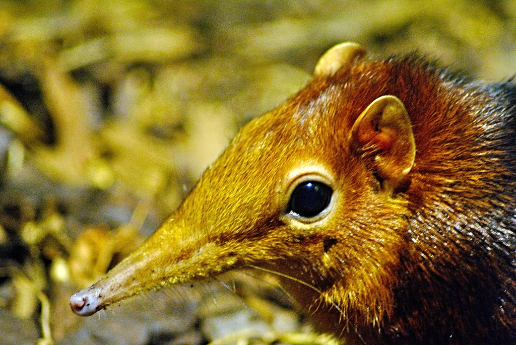 Black and rufous sengi