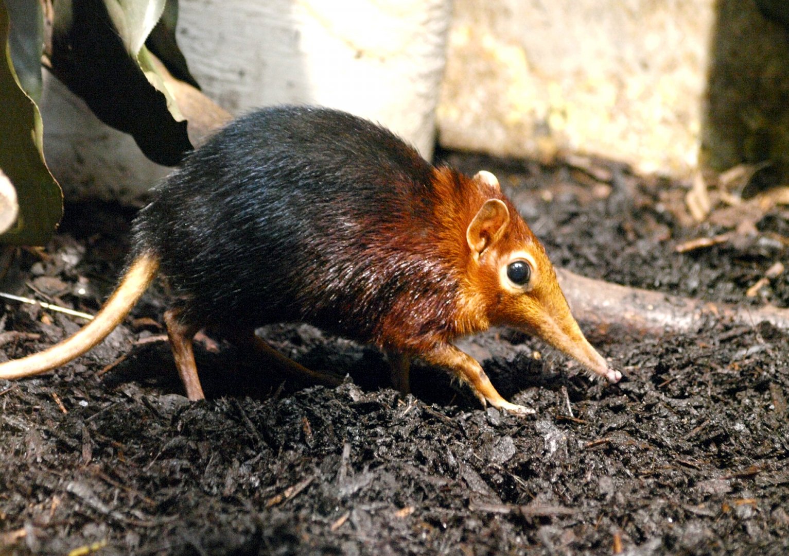 Black and rufous sengi