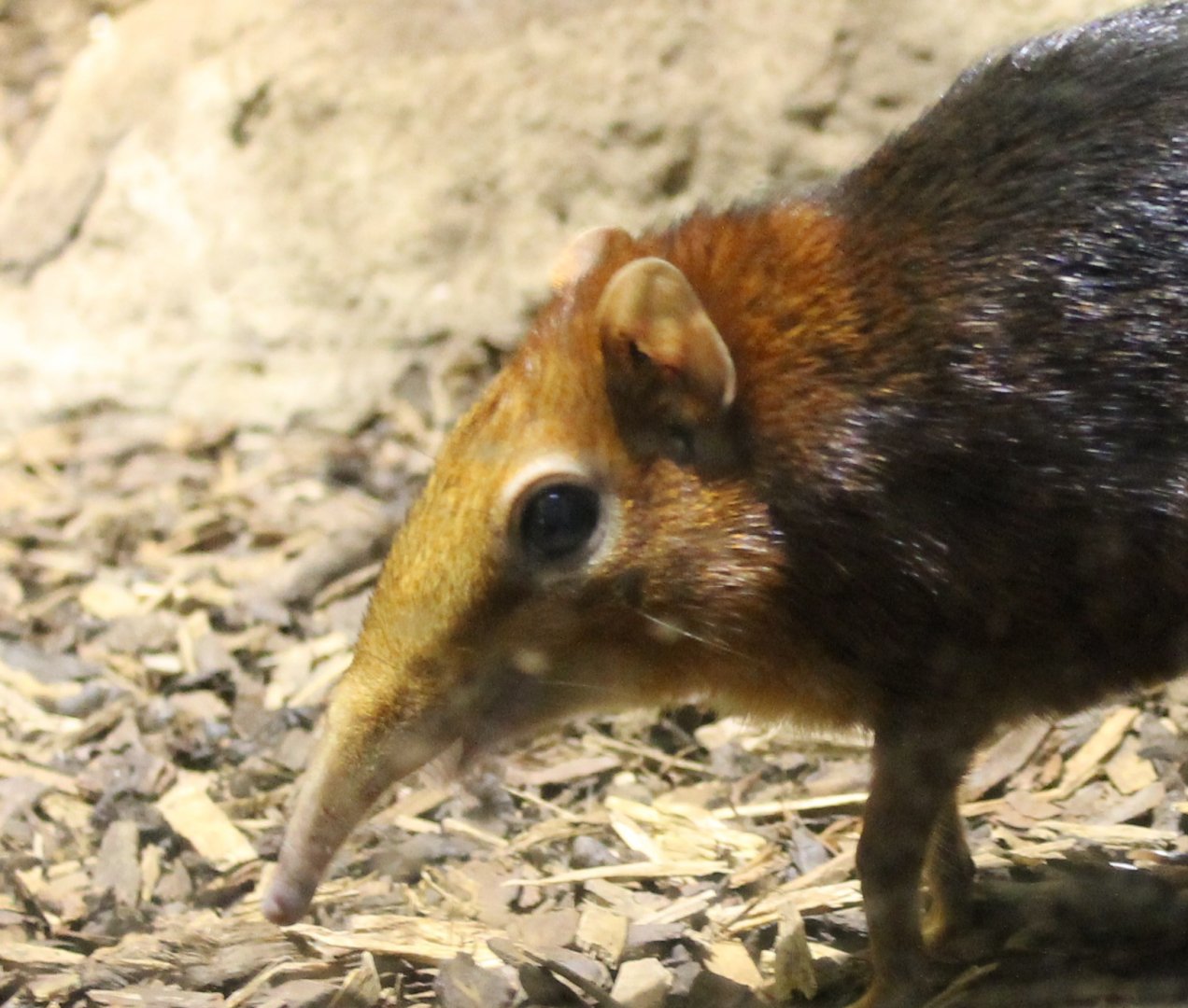 Black and rufous sengi