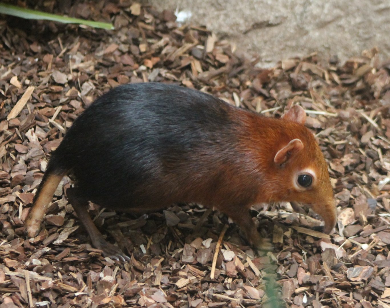 Black and rufous sengi