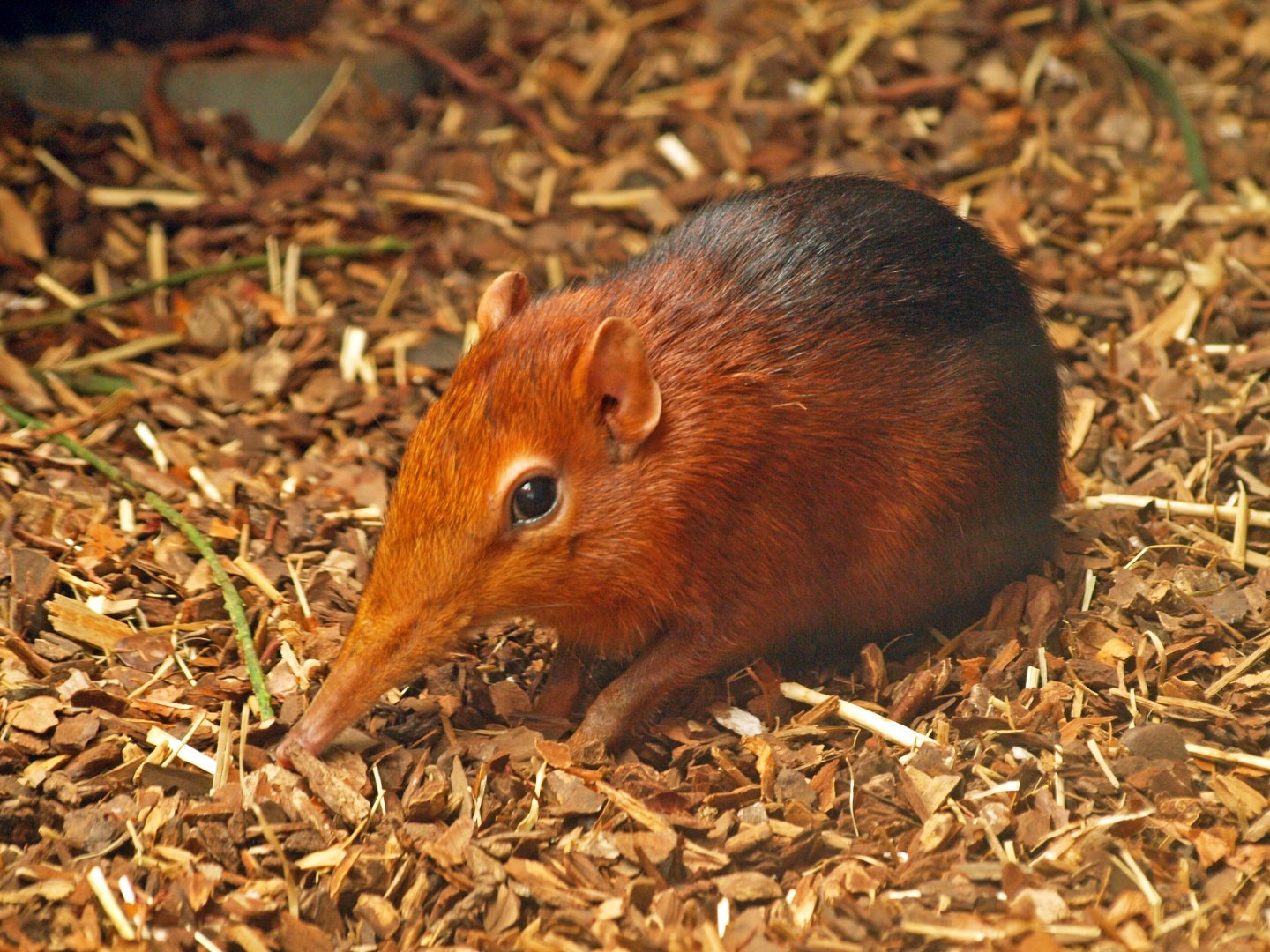 Black and rufous sengi