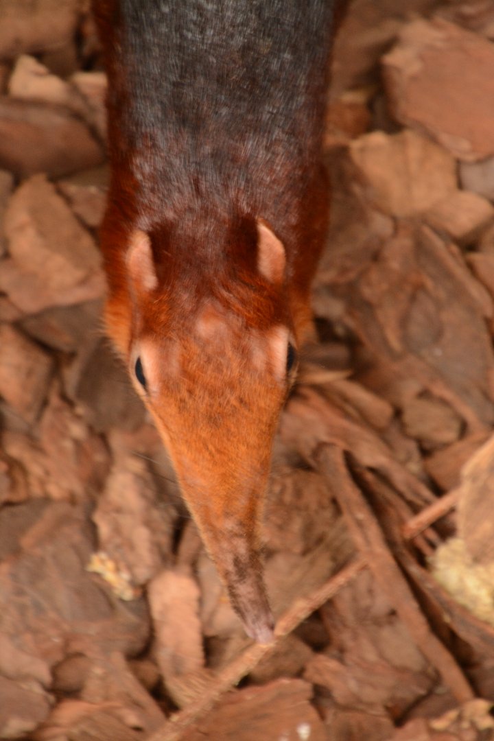 Black-and-rufous Sengi