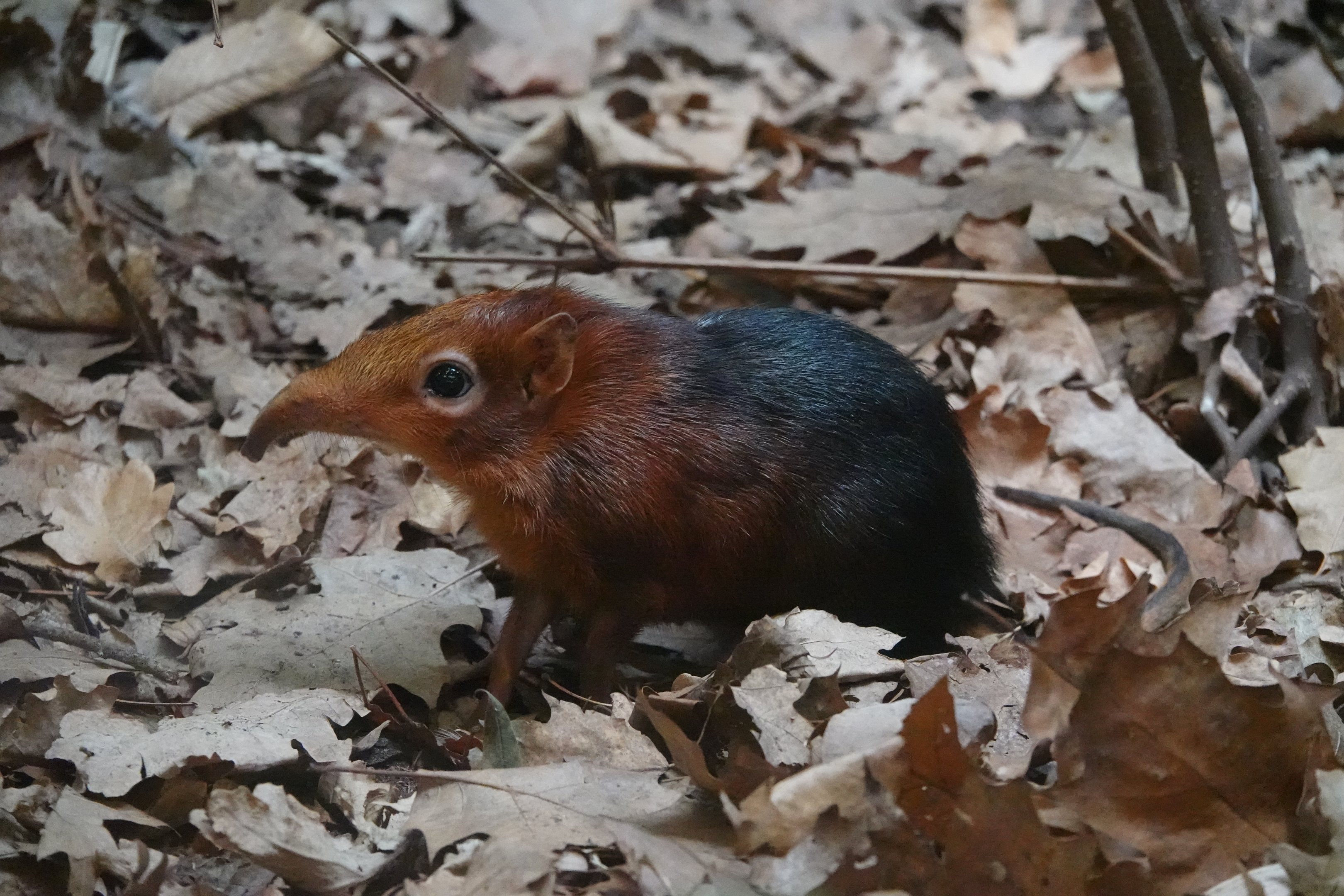 Black-and-rufous sengi