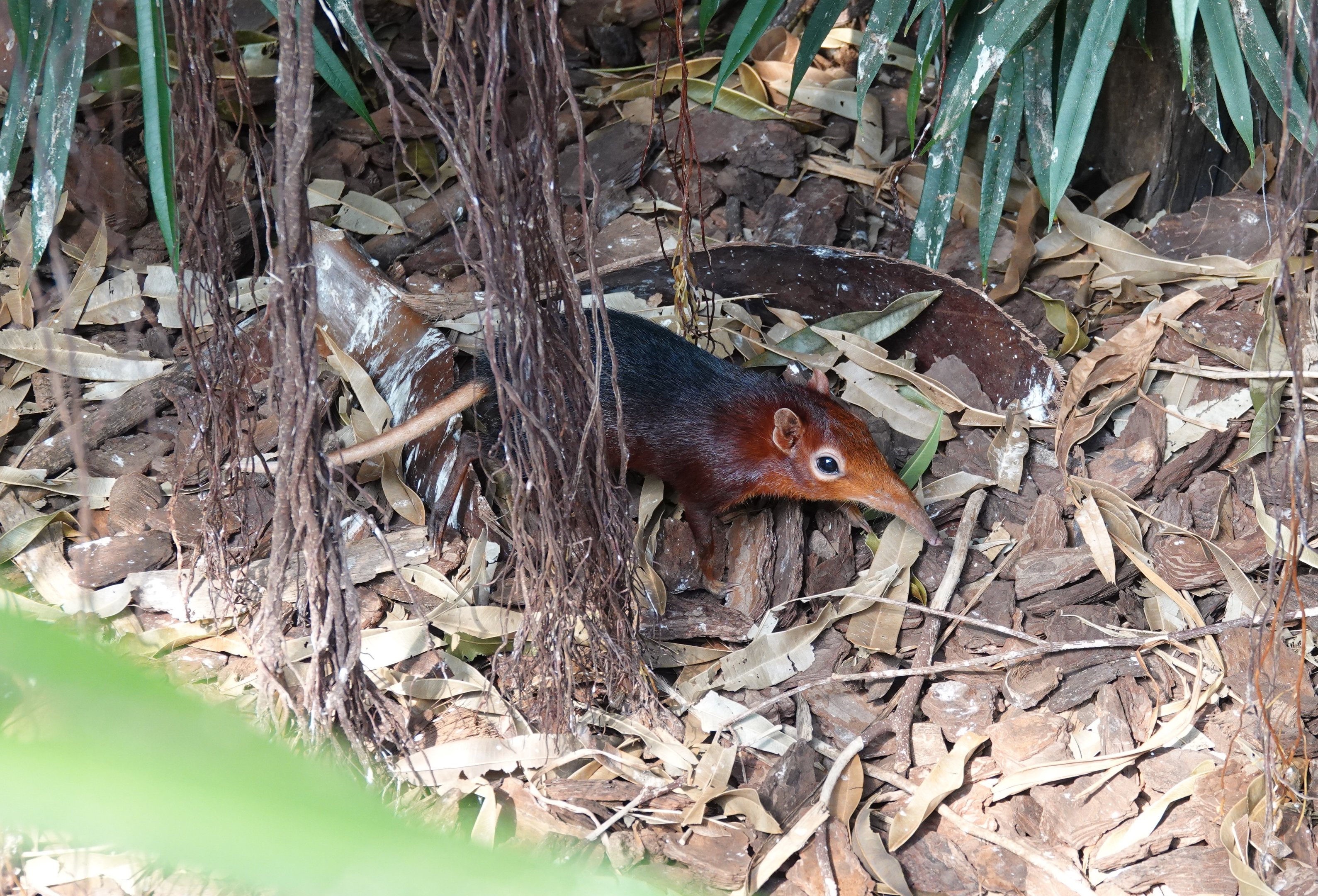 Black-and-rufous sengi