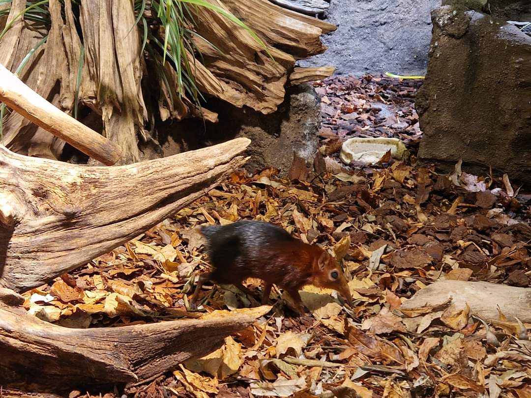 Black and Rufous Sengi