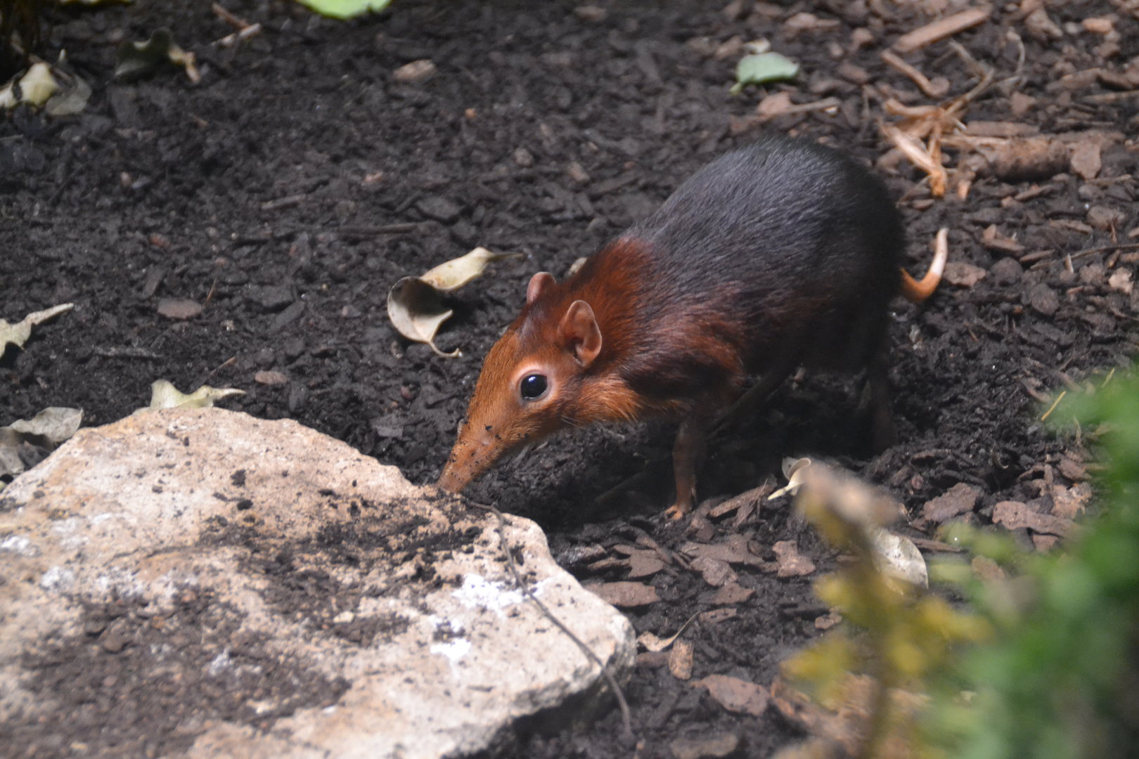 Black-and-rufous sengi