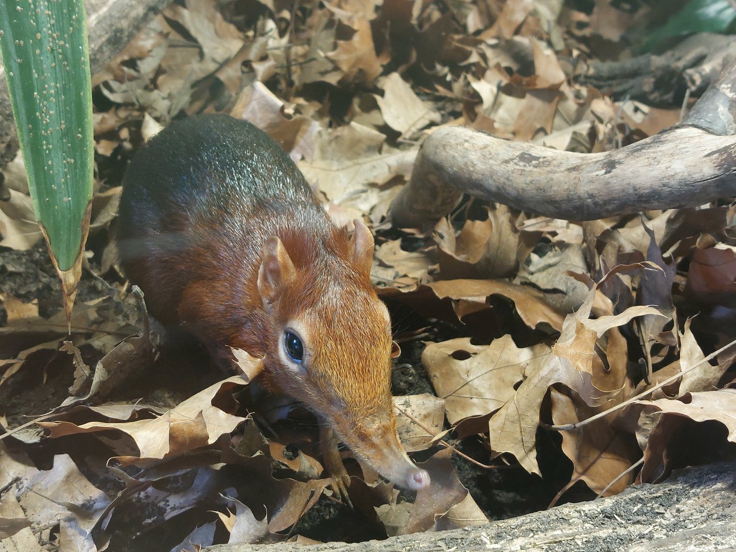 Black-and-rufous sengi