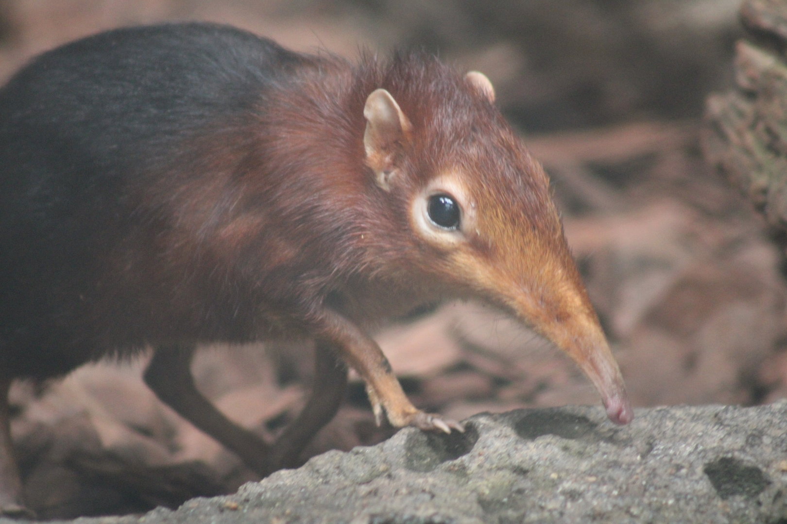 Black and Rufous Sengi