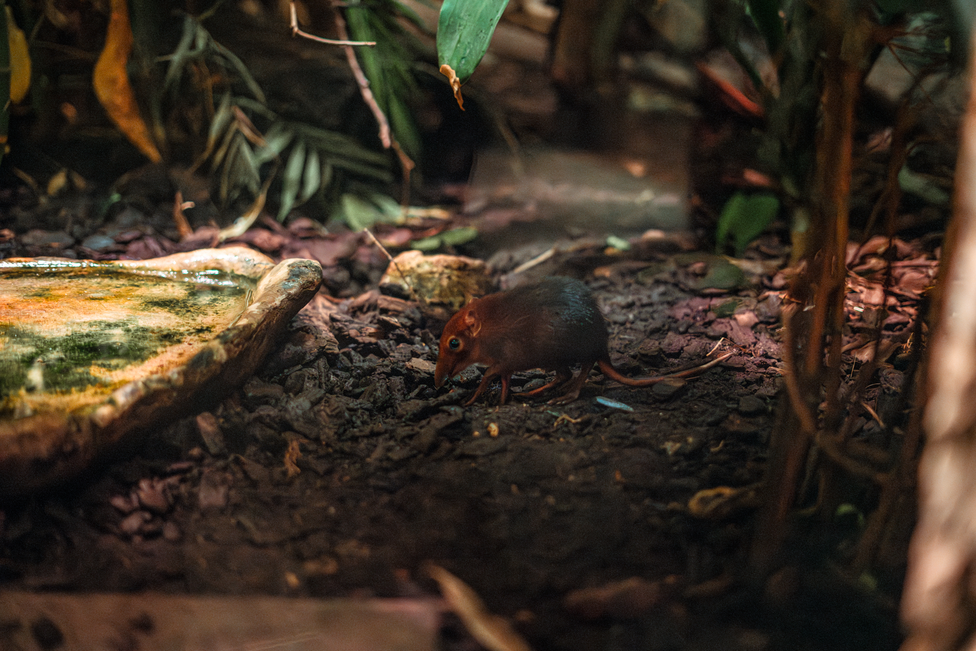 Black-and-rufous sengi