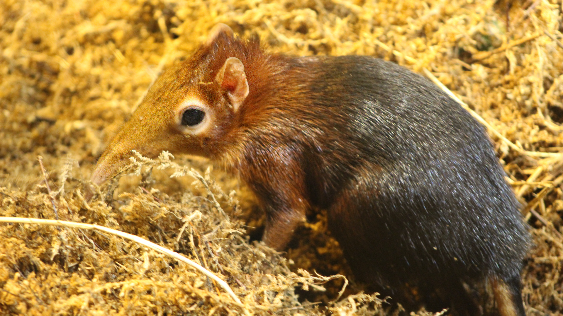 Black and Rufous Sengi