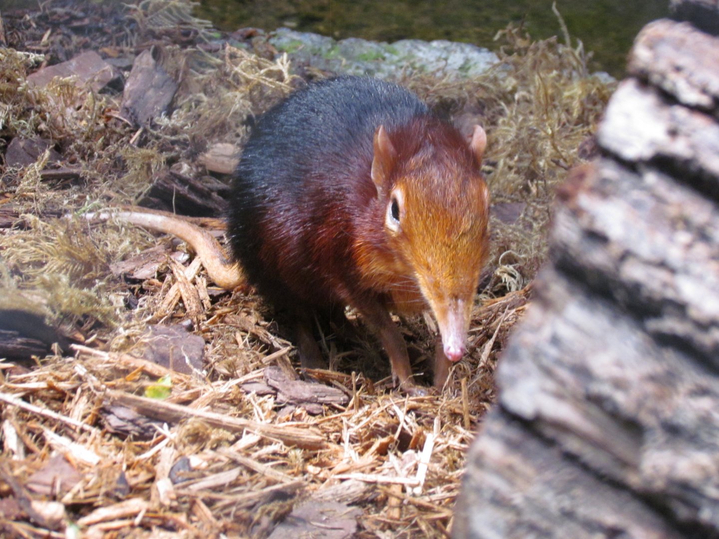 Black-and-rufous Sengi