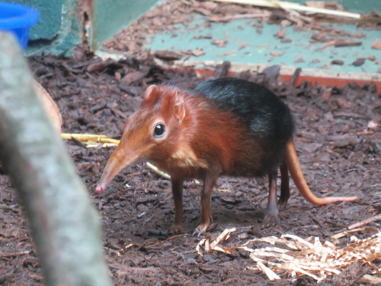 Black-and-rufous sengi