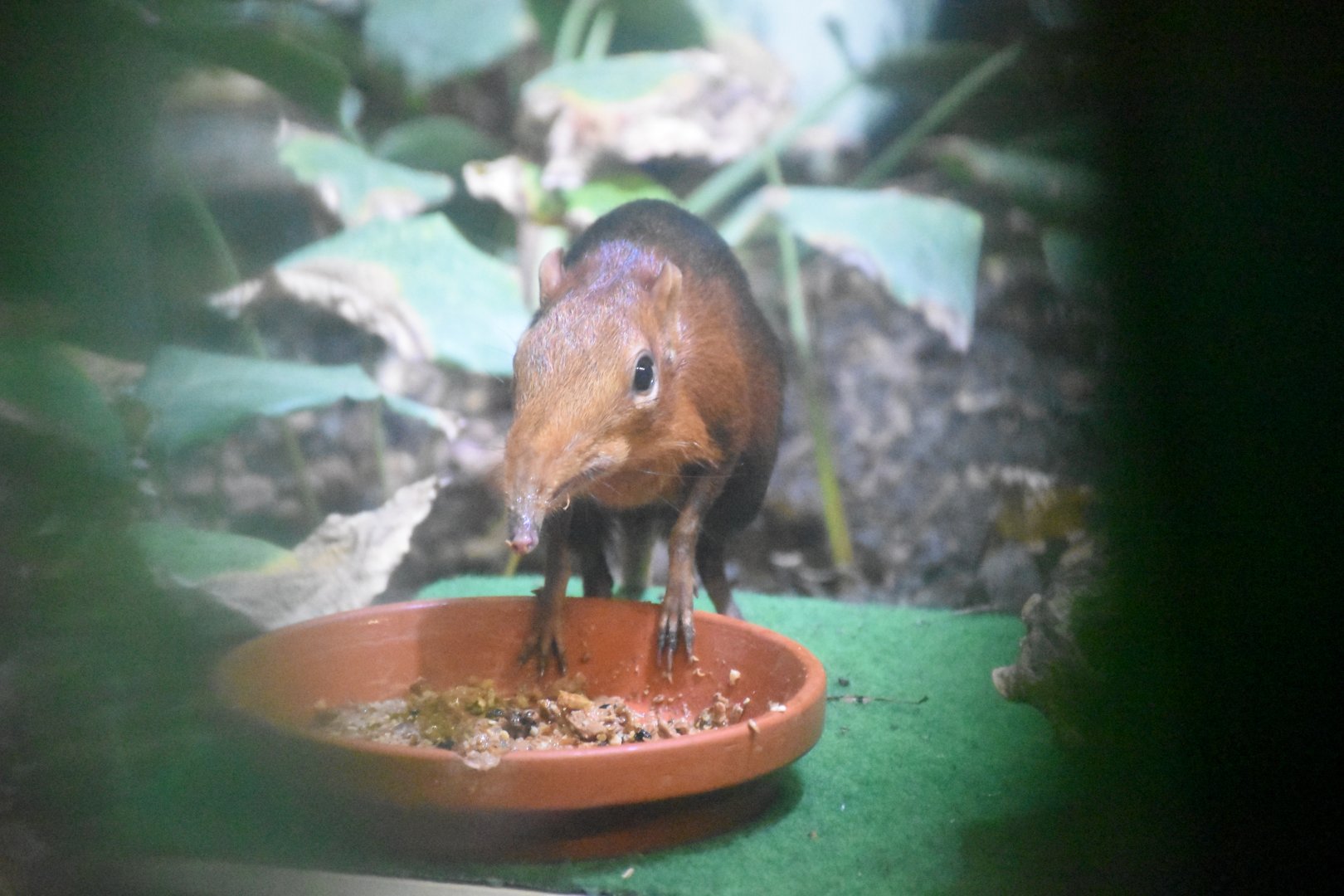 Black-and-rufous sengi