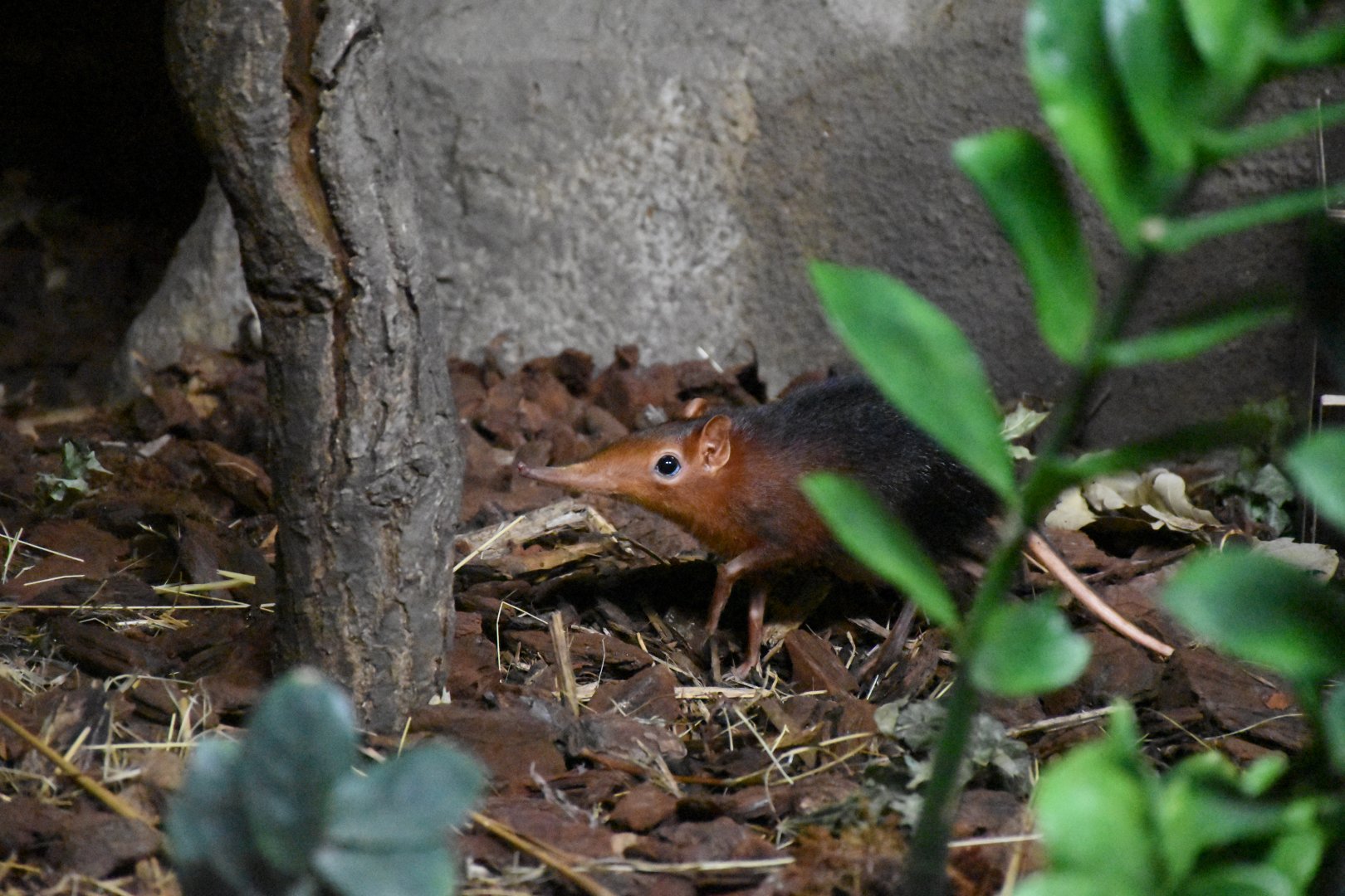 Black-and-rufous sengi