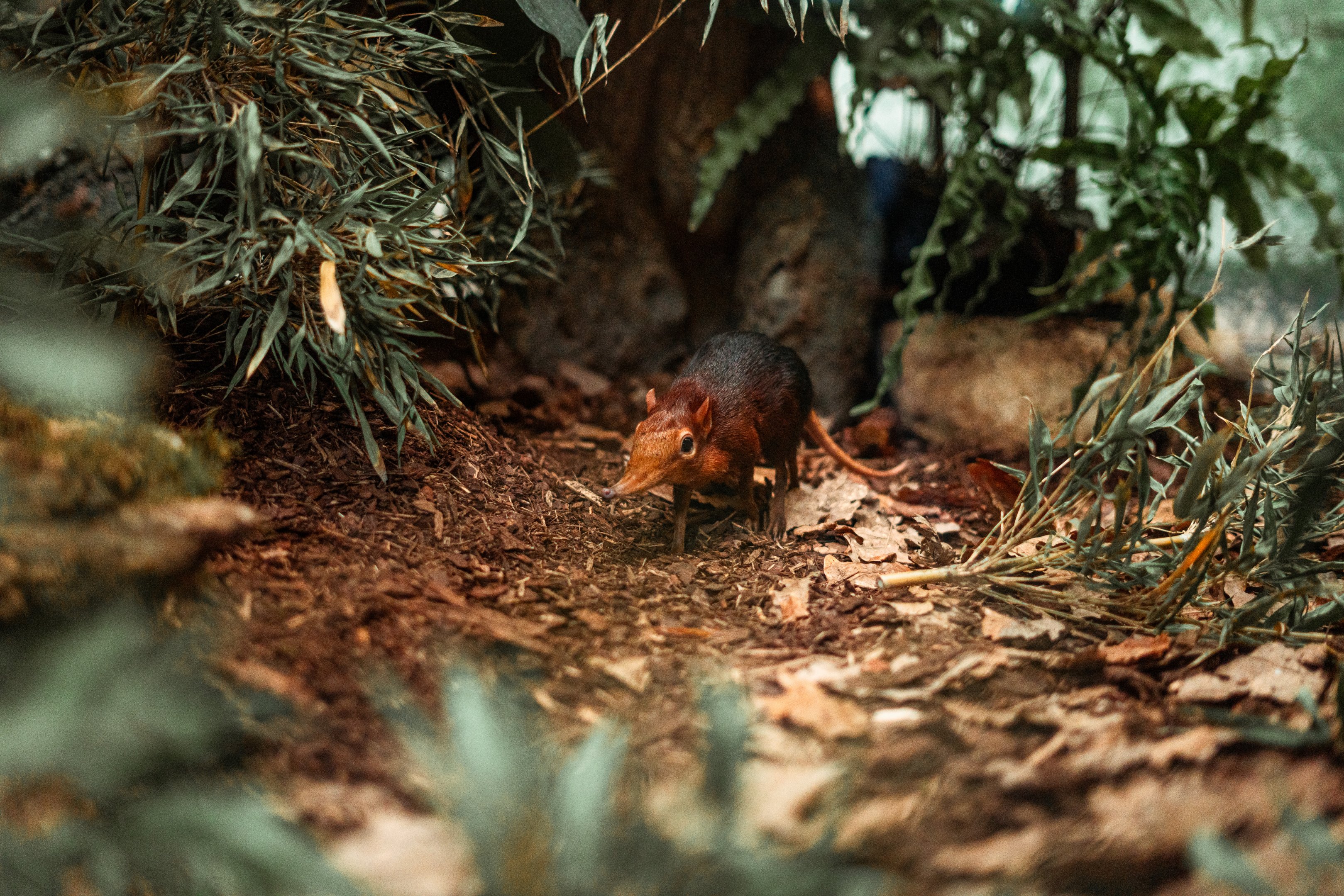 Black-and-rufous sengi