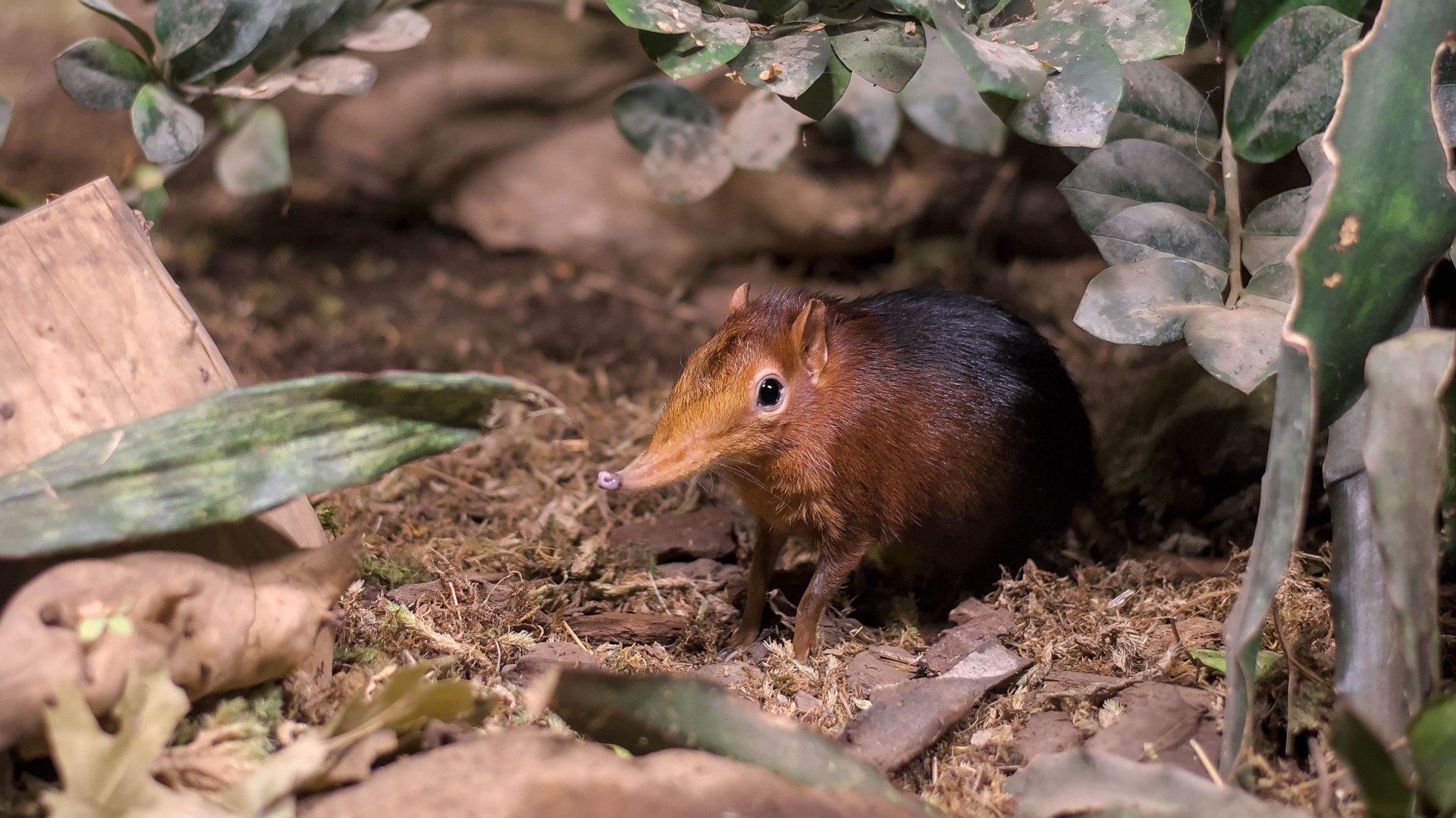 Black and rufous sengi