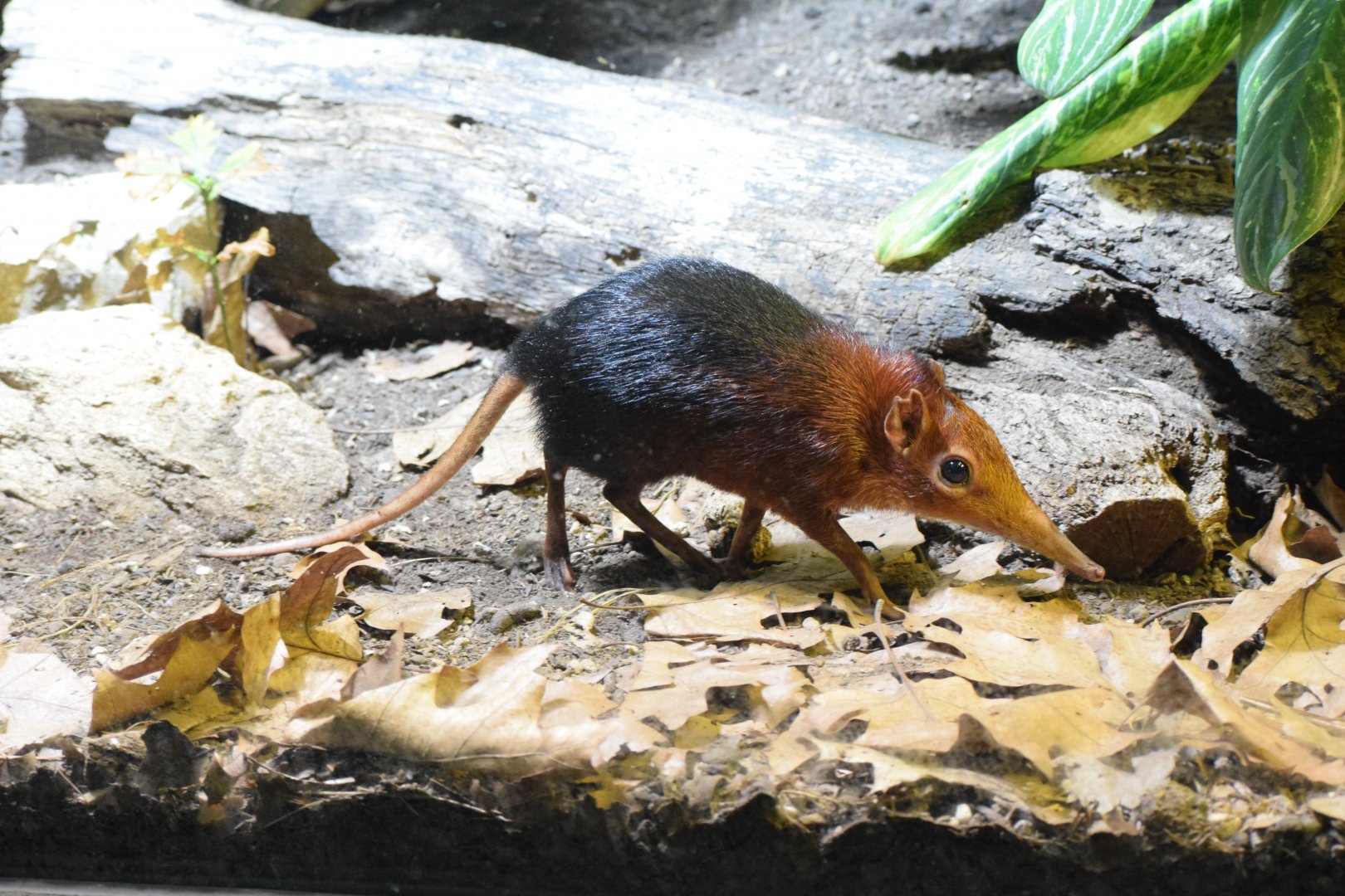 Black and rufous sengi