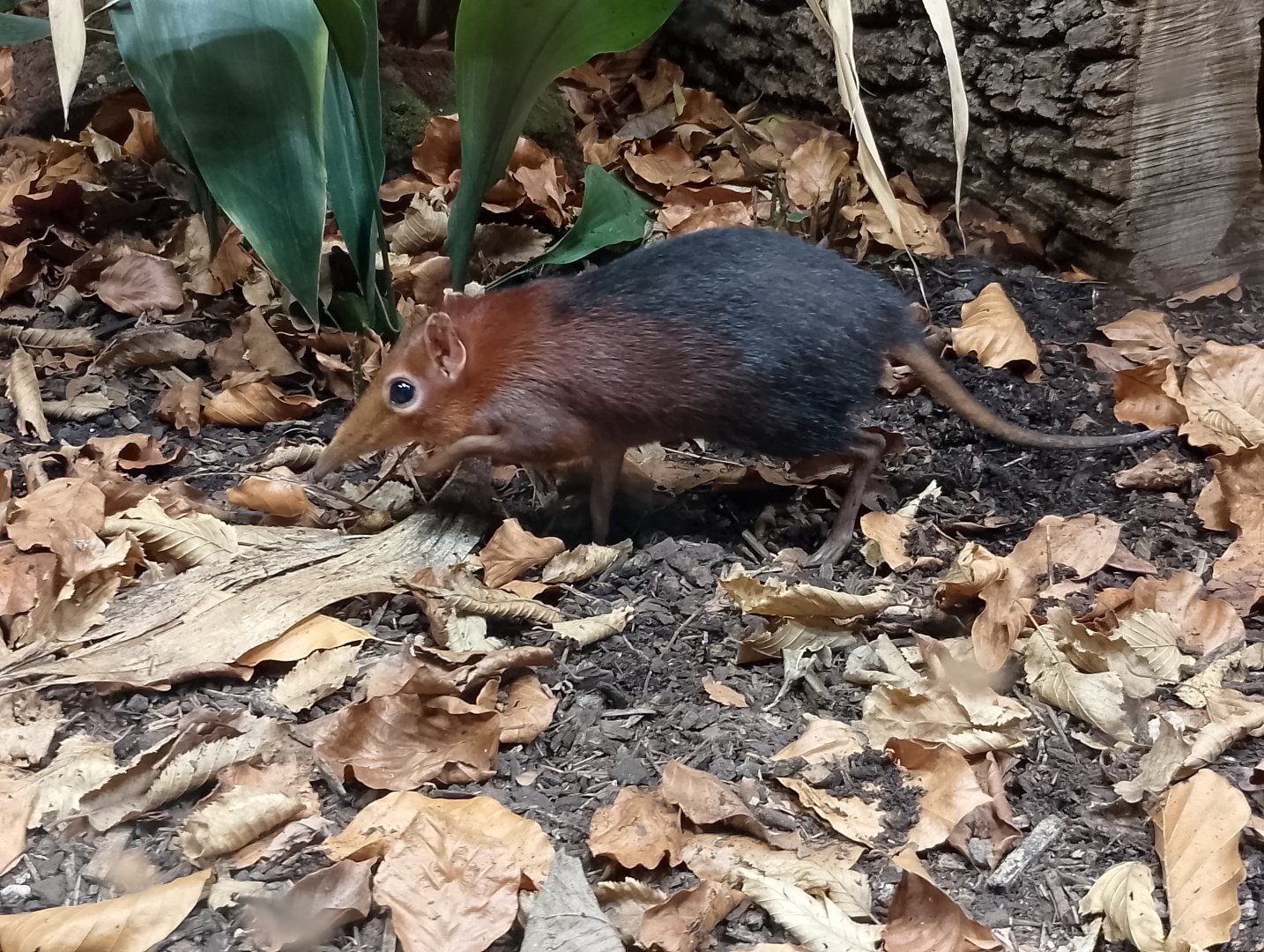 Black and rufous sengi