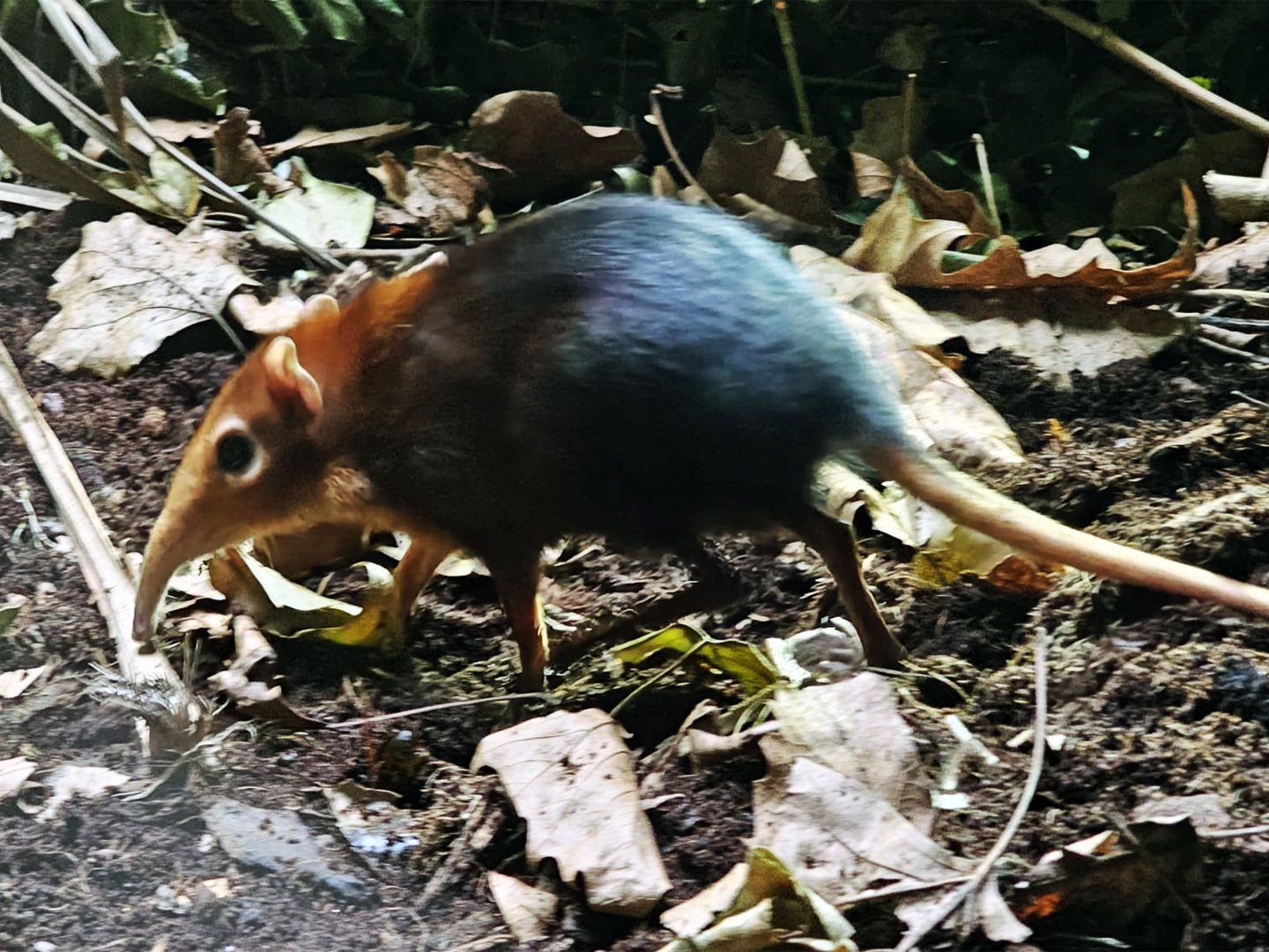 Black and rufous sengi