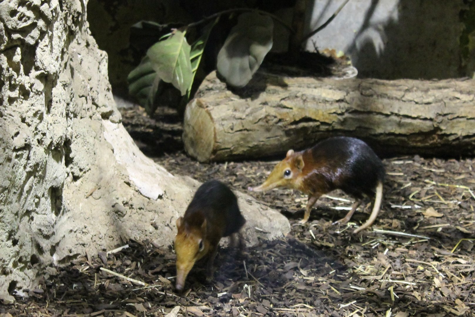 Black and rufous sengis