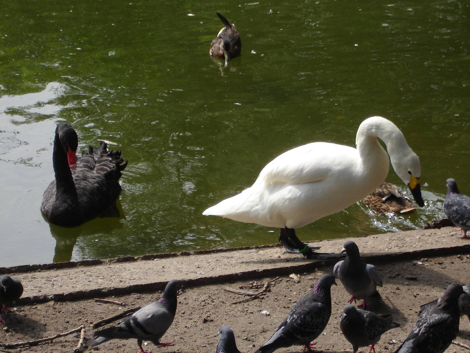 Black and Tudra Swan