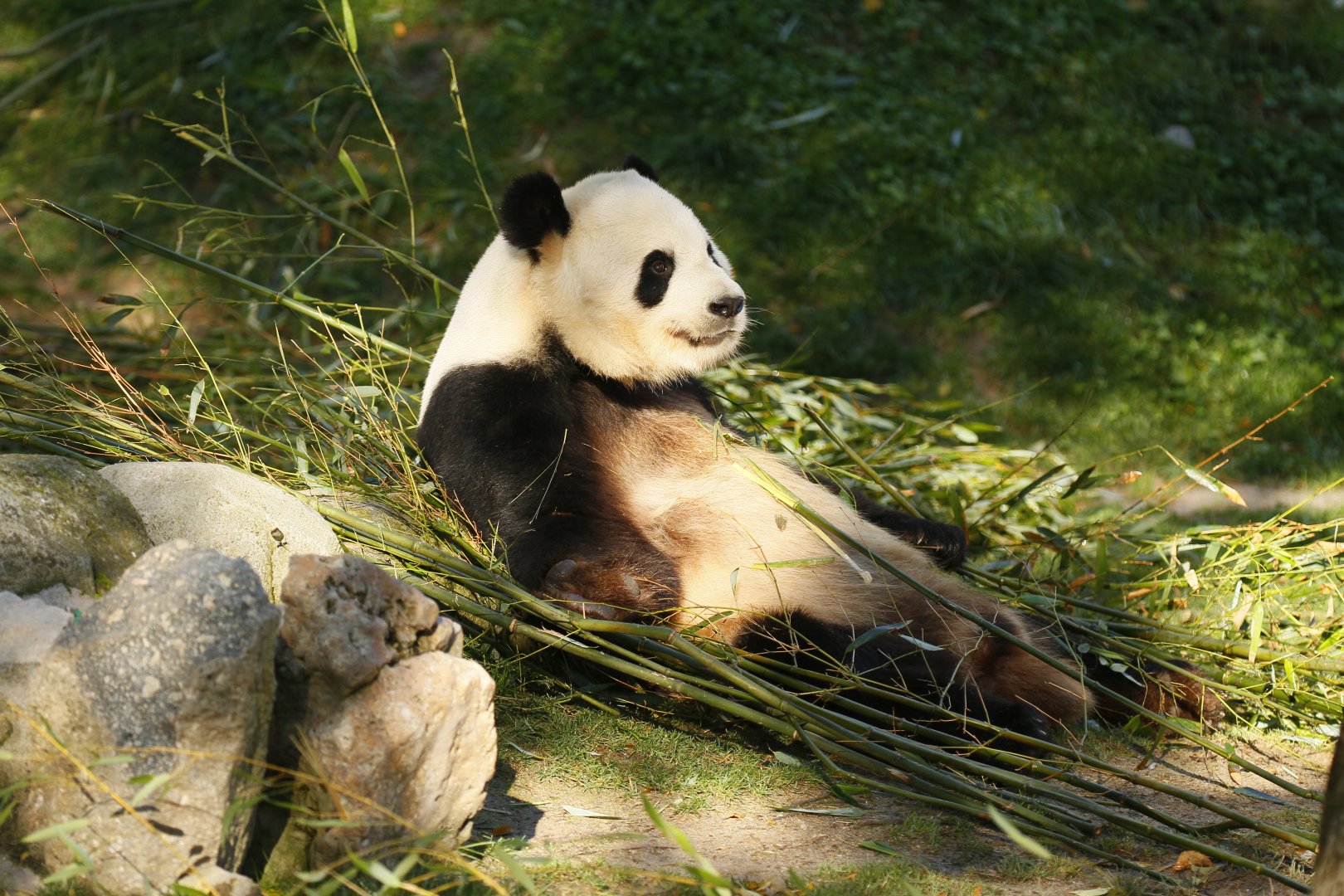 Black and white bear (ID?)