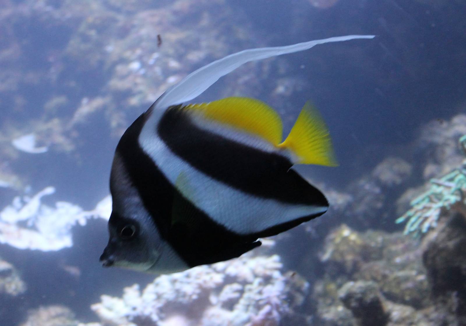Black and white butterflyfish