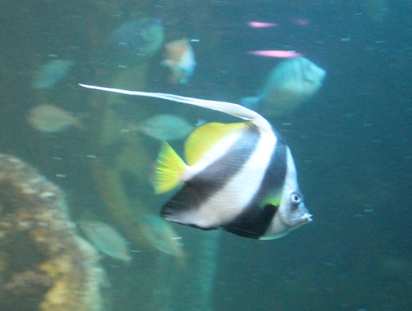 Black and white butterflyfish