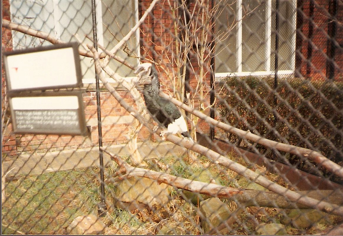 Black and White Casqued Hornbill at London Zoo, 15 February 1987